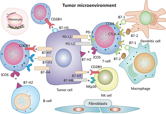 B7家族蛋白和癌癥