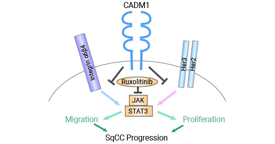 CADM1通過(guò)降低STAT3活性抑制鱗狀細(xì)胞癌