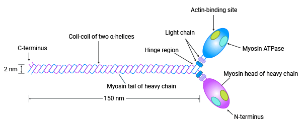 MYL9是肌球蛋白“細胞動力馬達”關(guān)鍵成員
