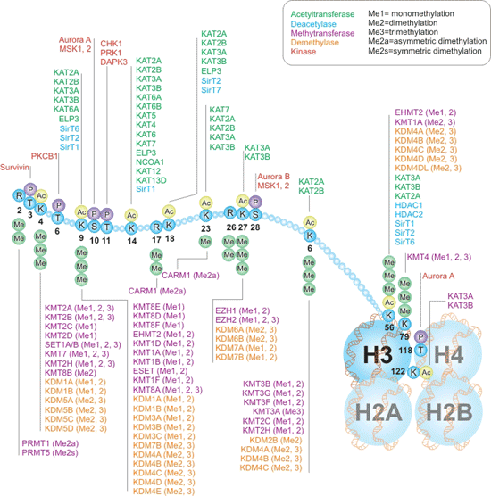 組蛋白H3的編寫者和清除者互動途徑