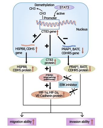 CT83相關的信號通路研究
