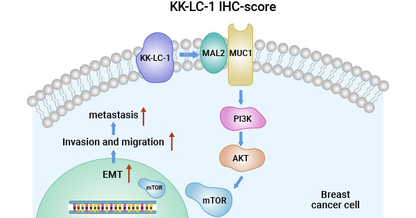 CT83/KK-LC-1通過MAL2/MUC1-C/PI3K/AKT/mTOR途徑調節TNBC