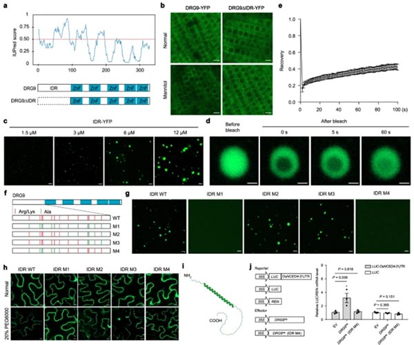 IDR中的α-螺旋對DRG9的相分離和功能至關重要