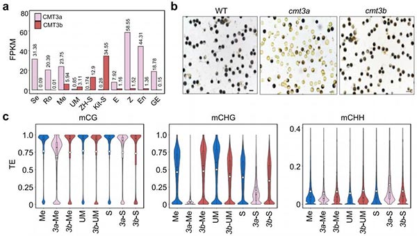 cmt3a和cmt3b突變影響小孢子母細胞（Me）、小孢子（UM）和精細胞（S）中DNA甲基化水平