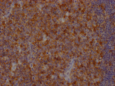 CSB-RA252392A0HU IHC