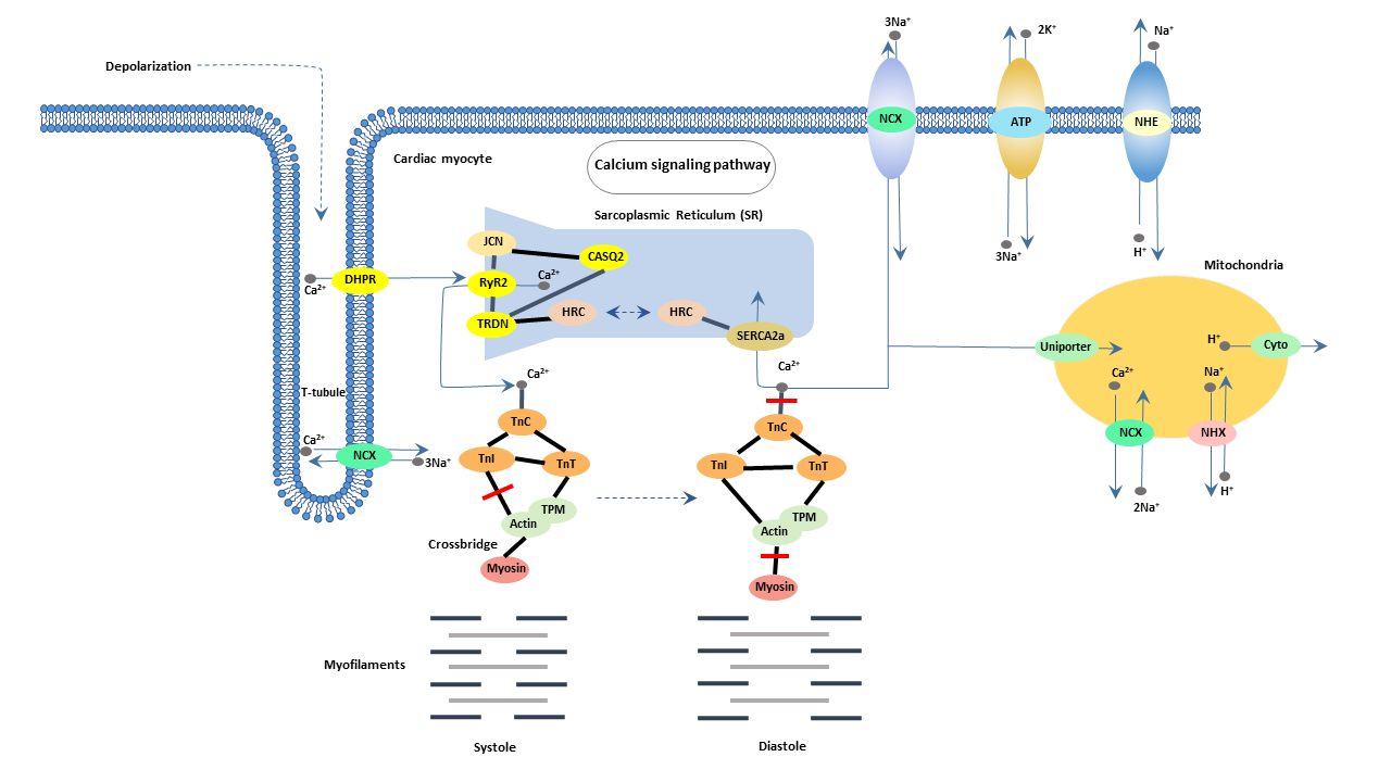 Cardiac muscle contraction