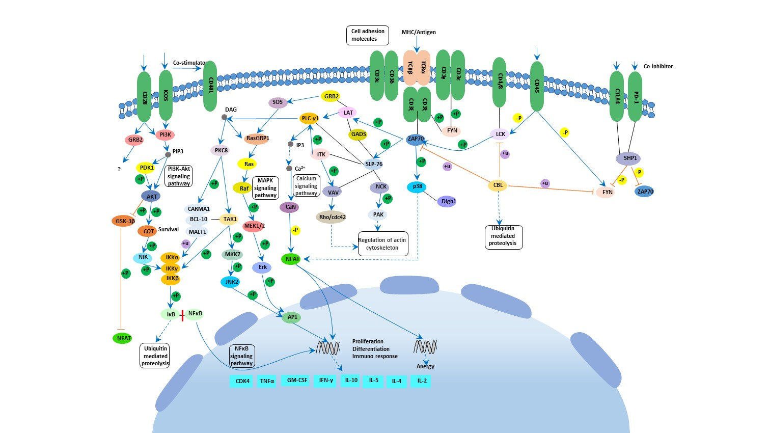 T cell receptor signaling pathway
