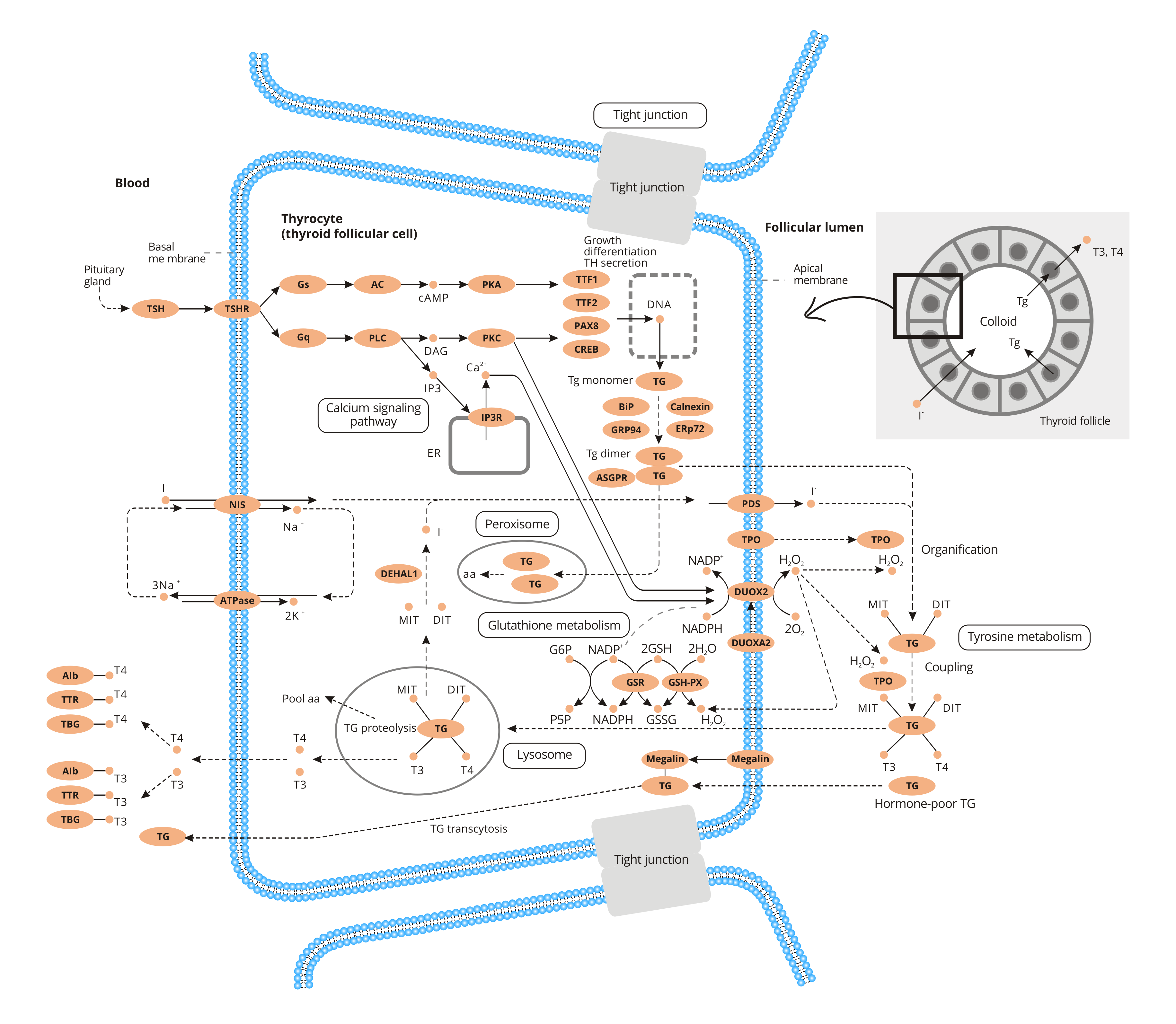Thyroid hormone synthesis