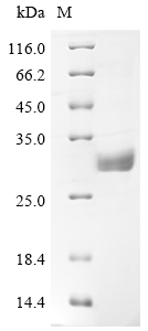 CSB-EP002873HUb0 ELISA