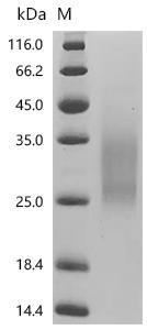 CSB-MP009316RA1 SDS-PAGE