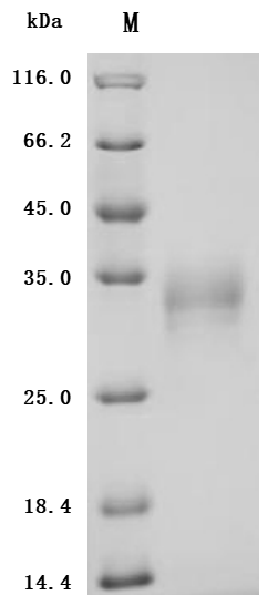 CSB-MP023992HU(F2) SDS