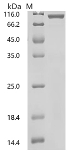 CSB-MP6862HU(M1)-B SDS