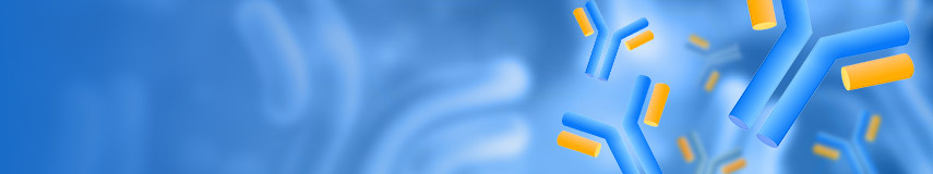 DT3C，抗體內(nèi)化效率評估的新工具