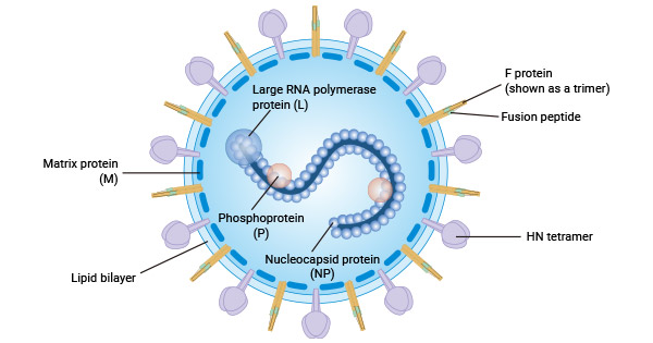 副流感病毒HPIV的結構