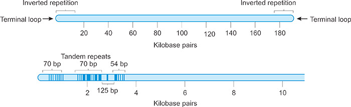 疫苗病毒基因組DNA的結構