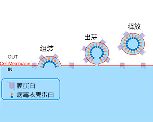 病毒樣顆粒 (VLPs) 技術平臺