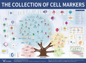 Cell Markers信號通路圖