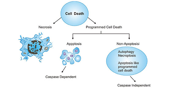 細胞死亡的兩種方式