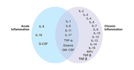 參與急性和慢性炎癥反應的細胞因子