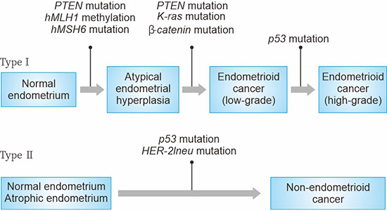 子宮內膜癌發(fā)生中的基因突變