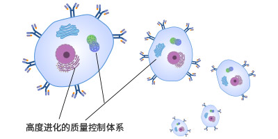哺乳動物細胞表面展示技術