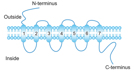 趨化因子受體結(jié)構(gòu)示意圖
