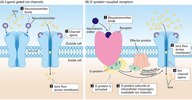主要兩種類型受體的圖解