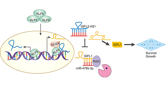 IGFL1參與調(diào)控Basal-like型乳腺癌