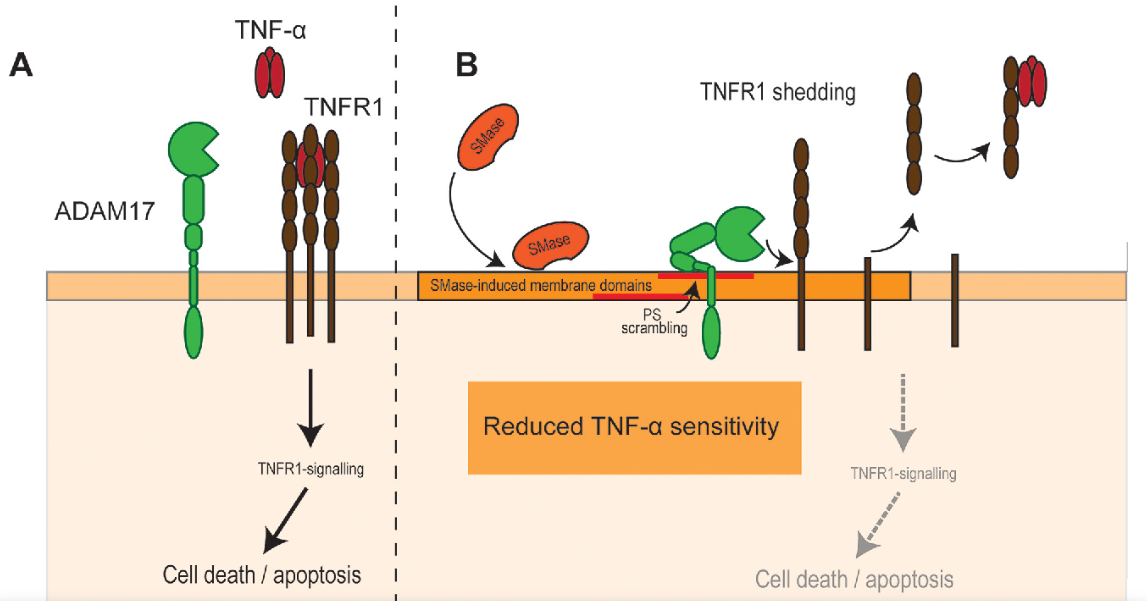 tnf細胞壞死因子