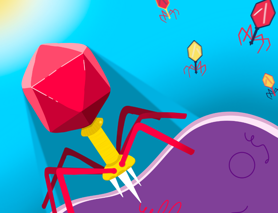 噬菌體展示技術